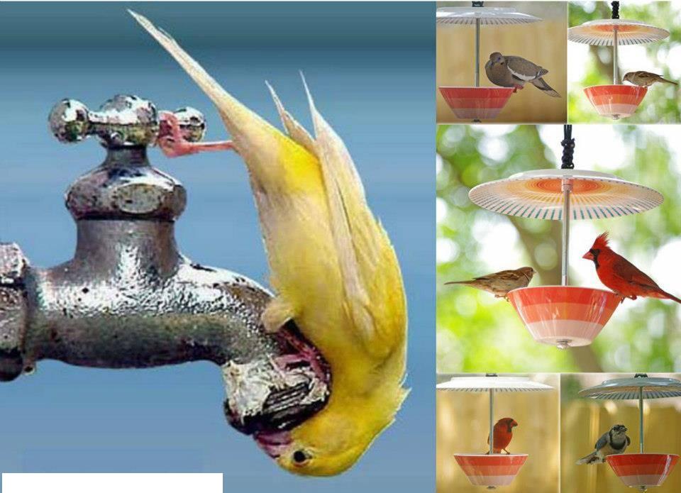 Kuşlar için evinizde tabak ve kaselerden suluk