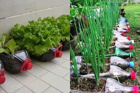 Plastik şişelerde bitki yetiştirme