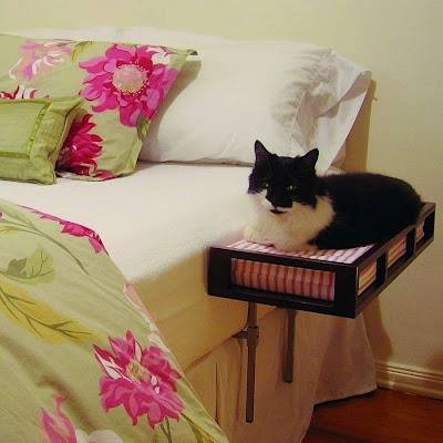 Kediler için yatak aparatı